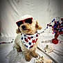 dog, sunglasses, bandana, red, blue, white, stars, pet, curly_fur, indoor, decorations, celebration, festive, cute, portrait, animal, holiday, accessory, sitting, background