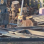 Max is registered to the contest to win money with this photo: dog, golden_dog, outdoor, yard, firewood, wood_pile, metal_frame, leaves, grass, sunlight, fence, rustic, nature, animal, pet, daytime, happy, canine, open_area, backyard