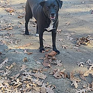 Tank joined the competition — help win amazing prizes! dog, black_dog, animal, pet, outdoor, autumn, fallen_leaves, dirt_ground, nature, canine, leaf_litter, playful, standing, looking, daylight, mammal, friendly, alert, white_patch, ears