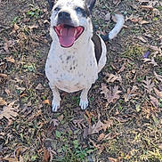 Elsa joined the competition — help win amazing prizes! dog, happy, smiling, tongue_out, outdoor, grass, leaves, animal, pet, nature, canine, sitting, black_and_white, ears_up, playful, ground, daylight, cute, friendly, excited