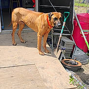 Red joined the competition — help win amazing prizes! dog, brown_dog, orange_collar, wooden_platform, shed, garden_tools, shovel, rake, red_container, chain, outdoor, sunlight, grass, metal_chain, concrete_blocks, wheel_part, greenery, daylight, pet, animal