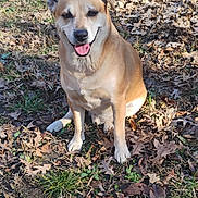 Kiko is registered to the contest to win money with this photo: dog, canine, pet, animal, outdoor, grass, leaves, nature, happy, smiling, tongue_out, sitting, daylight, brown_fur, ears, ground, sunlight, cute, friendly, mammal