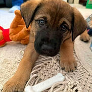 Aries joined the competition — help win amazing prizes! puppy, dog, close_up, toy, bone, rug, carpet, indoor, pet, cute, brown, black, fur, paw, eyes, soft_toy, person, jeans, floor, home