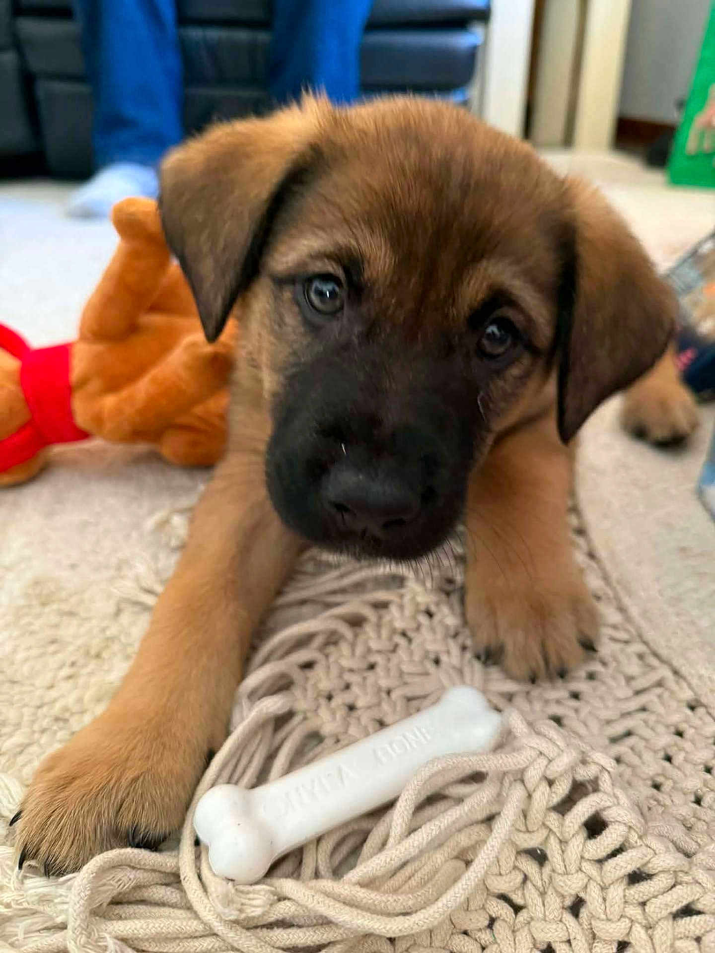 Aries joined the competition — help win amazing prizes! puppy, dog, close_up, toy, bone, rug, carpet, indoor, pet, cute, brown, black, fur, paw, eyes, soft_toy, person, jeans, floor, home