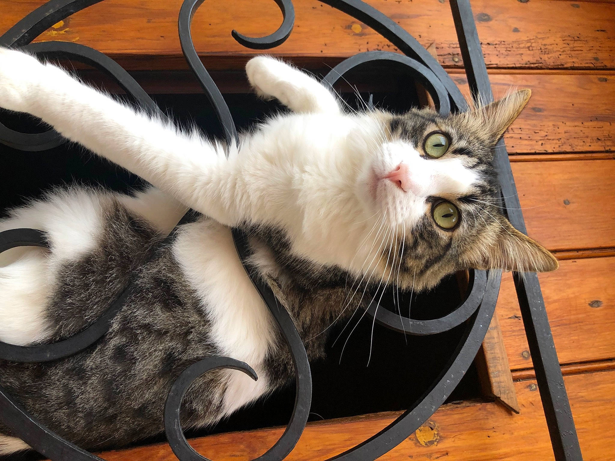 Tiky participe au concours pour gagner de l'argent avec cette photo : aegean_cat, american_curl, american_shorthair, asian, basket, carnivore, cat, claw, domestic_short_haired_cat, ear, european_shorthair, felidae, fur, kitten, paw, polydactyl_cat, small_to_medium_sized_cats, tabby_cat, tail, whiskers