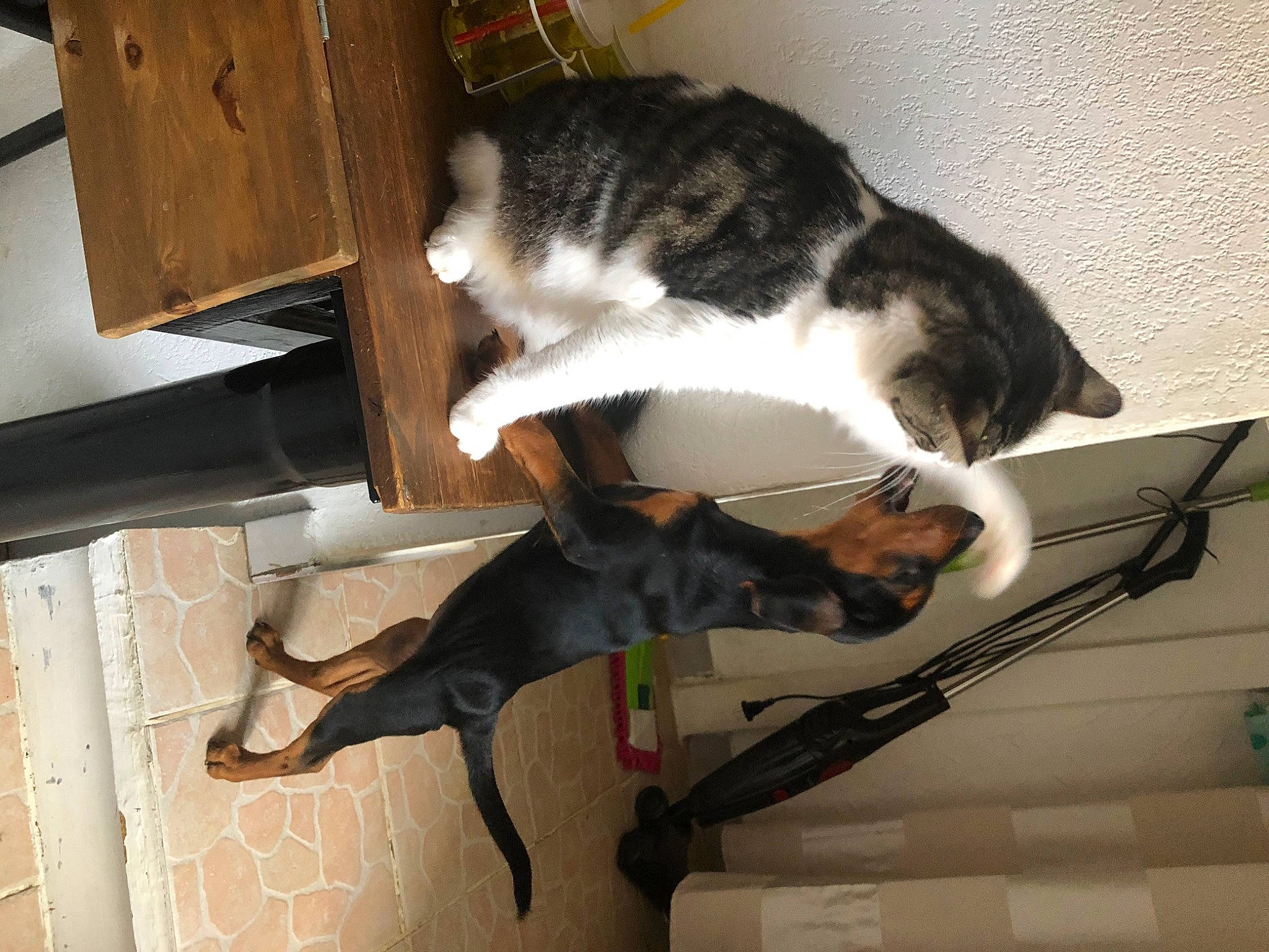 Tiky a rejoint le concours — aidez-le/la à gagner de superbes lots ! canidae, carnivore, cat, coonhound, dog, dog_breed, felidae, small_to_medium_sized_cats, sporting_group, tail, whiskers