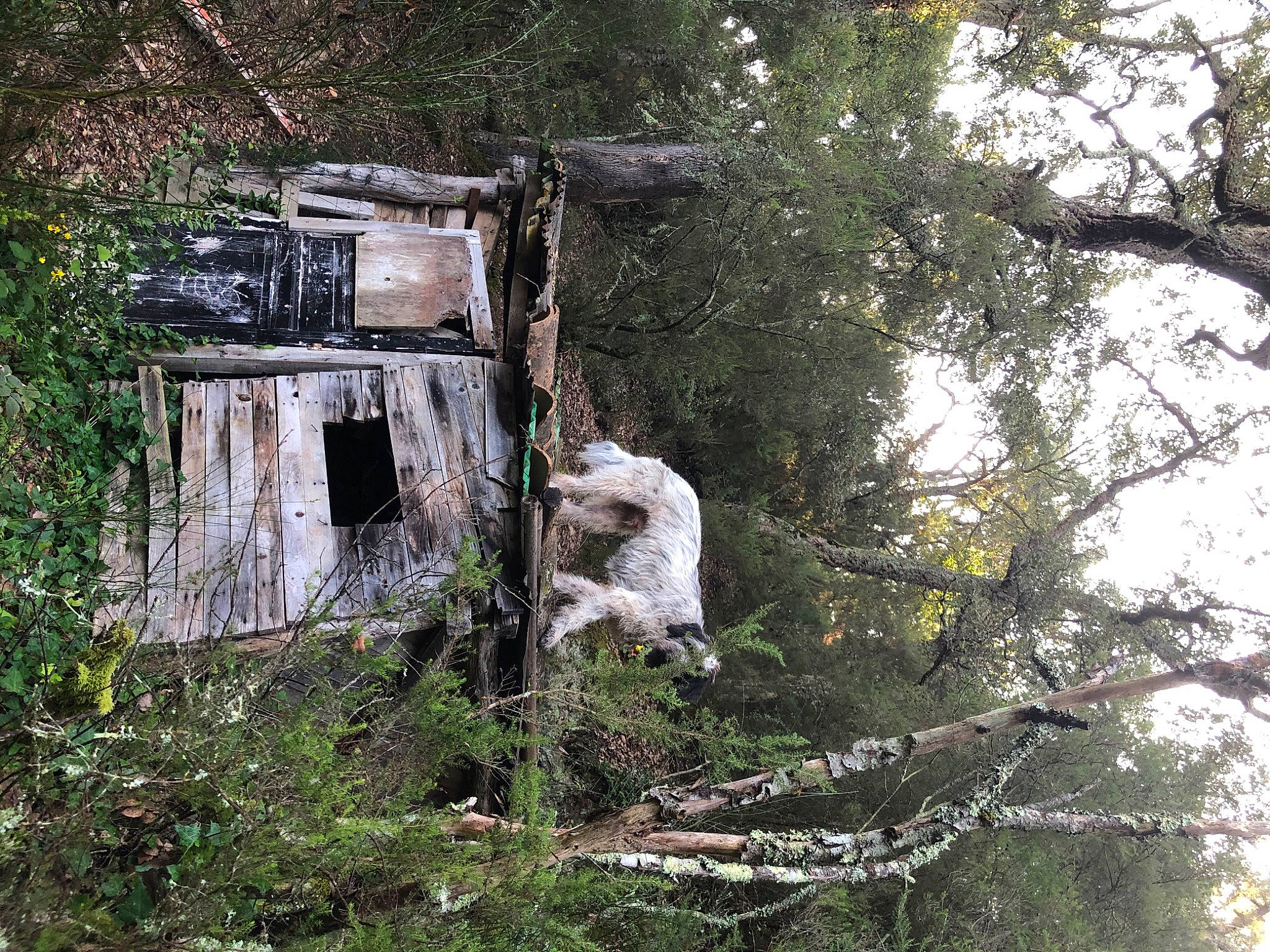 Jody a rejoint le concours — aidez-le/la à gagner de superbes lots ! branch, building, forest, home, house, jungle, plant, rural_area, shack, shed, tree, woodland