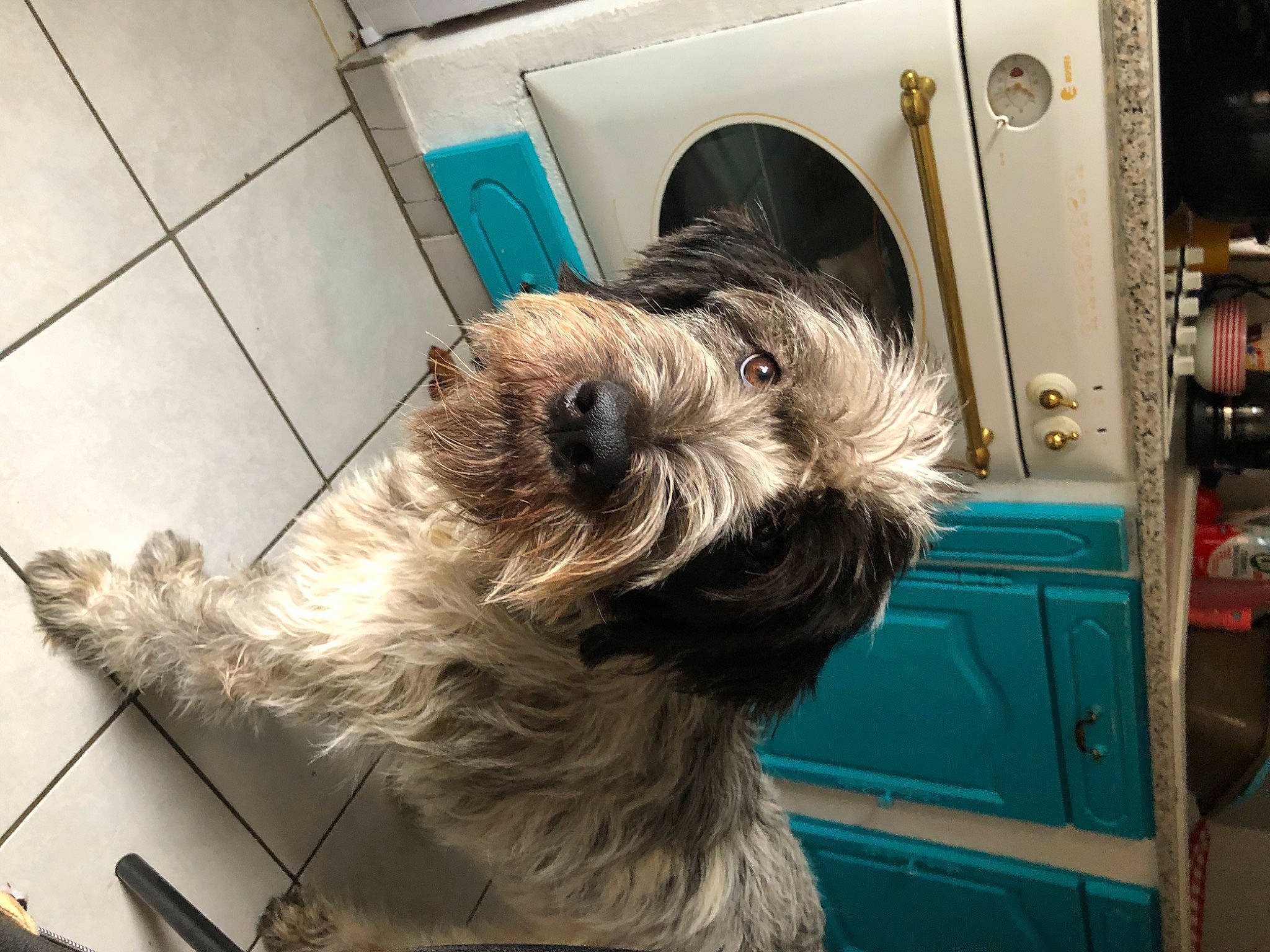 Jody participe au concours pour gagner de l'argent avec cette photo : cairn_terrier, canidae, carnivore, catalan_sheepdog, companion_dog, dog, dog_breed, lowchen, mammal, puppy, sapsali, schnoodle, shih_tzu, small_terrier, snout, sporting_group, sporting_lucas_terrier, terrier, tibetan_terrier, toy_dog