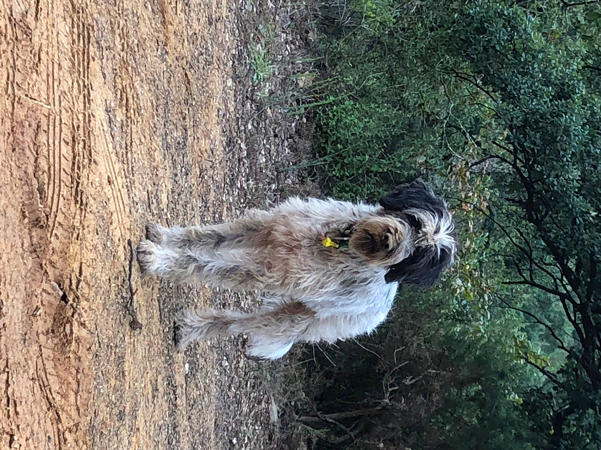 Jody participe au concours pour gagner de l'argent avec cette photo : bird, bird_of_prey, great_grey_owl, owl, plant, sporting_group, tree
