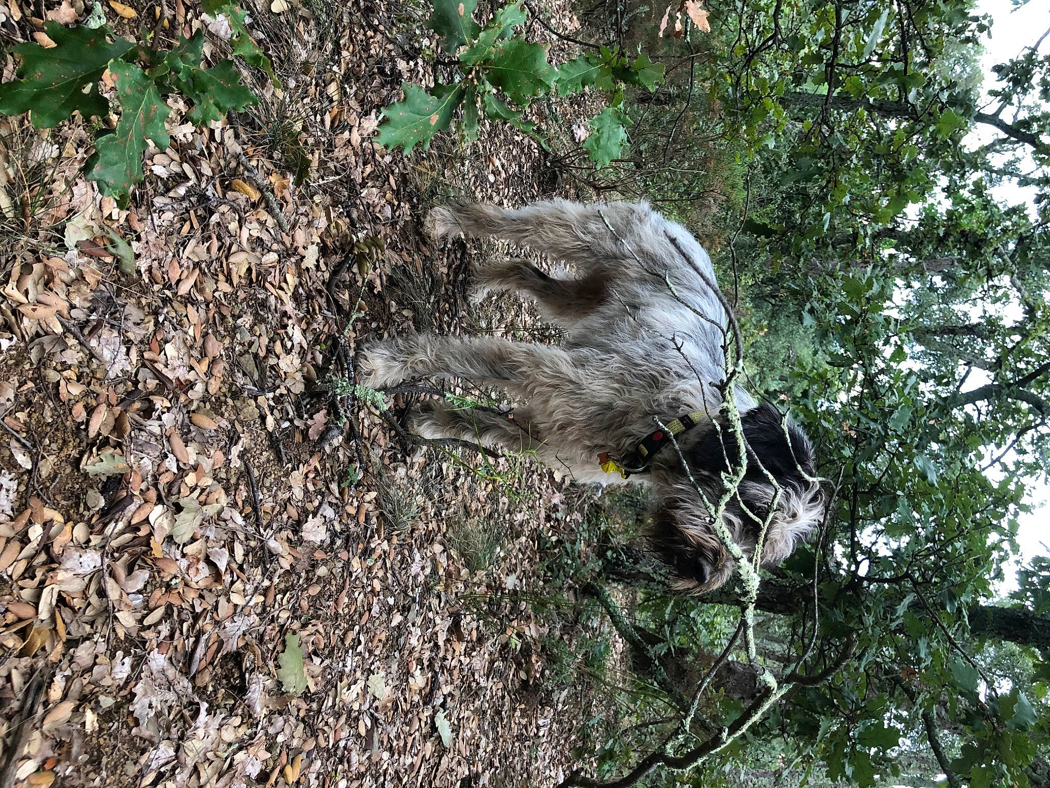 Jody a rejoint le concours — aidez-le/la à gagner de superbes lots ! bedrock, branch, forest, geology, plant, rock, root, soil, tree, trunk, wood