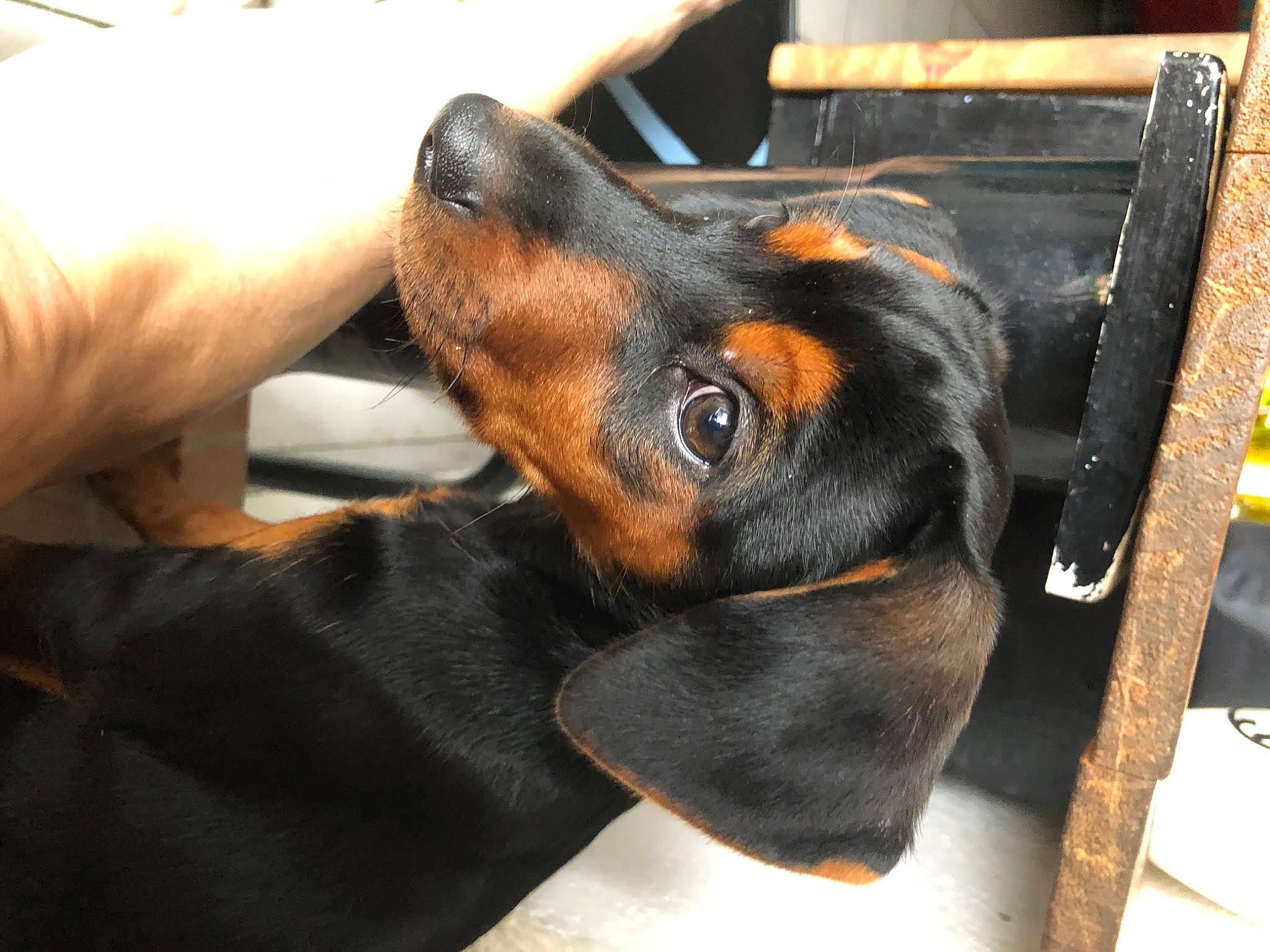 Plume a rejoint le concours — aidez-le/la à gagner de superbes lots ! austrian_black_and_tan_hound, canidae, carnivore, dachshund, dobermann, dog, dog_breed, ear, german_pinscher, guard_dog, huntaway, mammal, manchester_terrier, nose, pinscher, smaland_hound, snout, toy_manchester_terrier, transylvanian_hound, vertebrate