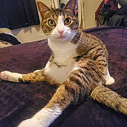 Mallory joined the competition — help win amazing prizes! animal, bed, blanket, cat, cozy, curious, cute, domestic, ears, feline, furniture, home, indoor, mirror, paw, pet, relaxing, stretching, tabby, whiskers