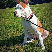 Vaiana a rejoint le concours — aidez-le/la à gagner de superbes lots ! animal, building, canine, collar, daytime, dog, domestic_animal, ears, field, grass, leash, mammal, nature, outdoor, park, pet, quiet, sitting, sunlight, trees