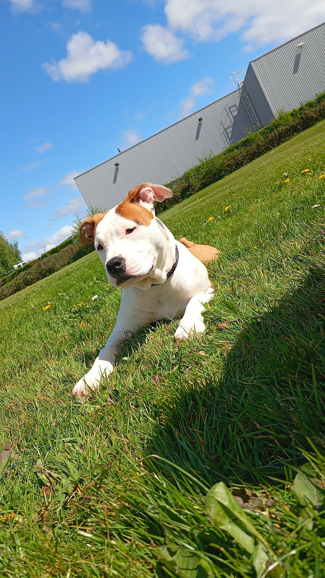 Vaiana participe au concours pour gagner de l'argent avec cette photo : animal, bostonbull, boxer, bulldog, canine, dog, field, frenchbulldog, grass, grassland, hound, lawn, machine, nature, outdoors, pet, pitbull, plant, pointer, puppy