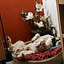 dog, pet, dog_bed, sleeping, belly_up, paw, white_fur, spotted_fur, indoor, home_interior, flower_arrangement, white_flowers, red_wall, shelf, lamp, toy_rope, slipper, cushion, tiled_floor, cozy