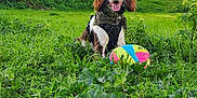 Milo participe au concours pour gagner de l'argent avec cette photo : dog, spaniel, pet, grass, field, outdoor, nature, ball, toy, tongue_out, happy, playful, harness, bandana, trees, hill, sky, vegetation, park, sitting
