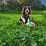 dog, spaniel, pet, grass, field, outdoor, nature, ball, toy, tongue_out, happy, playful, harness, bandana, trees, hill, sky, vegetation, park, sitting