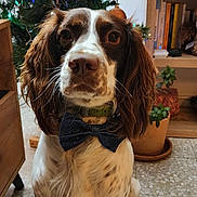 Milo participe au concours pour gagner de l'argent avec cette photo : dog, pet, springer_spaniel, bow_tie, christmas_tree, ornament, indoor, tile_floor, plant, bookshelf, holiday, portrait, sitting, looking_at_camera, brown_and_white, whiskers, floppy_ears, paws, festive, cute