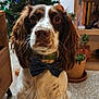 dog, pet, springer_spaniel, bow_tie, christmas_tree, ornament, indoor, tile_floor, plant, bookshelf, holiday, portrait, sitting, looking_at_camera, brown_and_white, whiskers, floppy_ears, paws, festive, cute