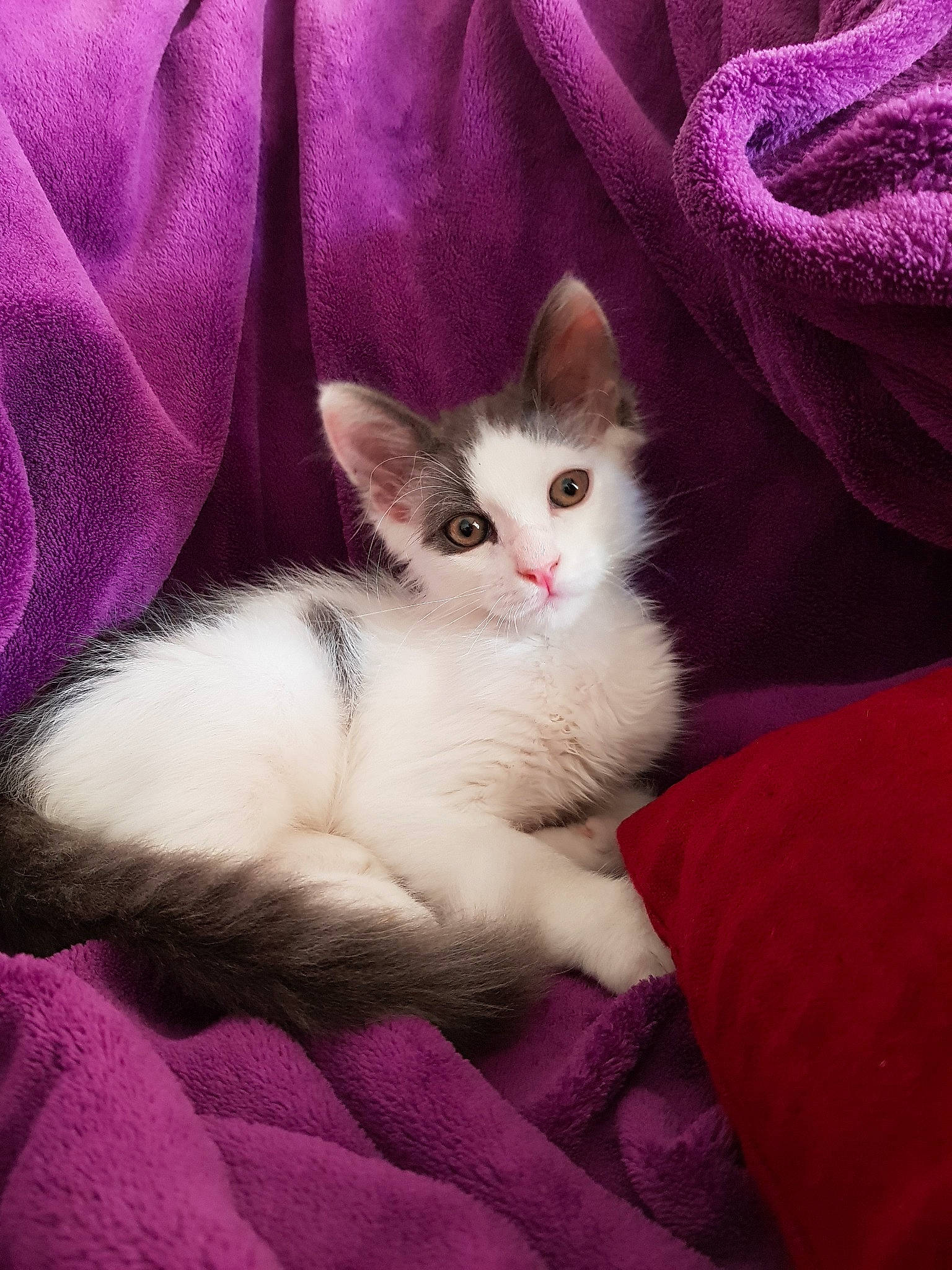 Pirate a rejoint le concours — aidez-le/la à gagner de superbes lots ! american_wirehair, asian, burmilla, carnivore, cat, domestic_short_haired_cat, felidae, kitten, mammal, ojos_azules, polydactyl_cat, ragdoll, small_to_medium_sized_cats, turkish_angora, turkish_van, vertebrate, whiskers