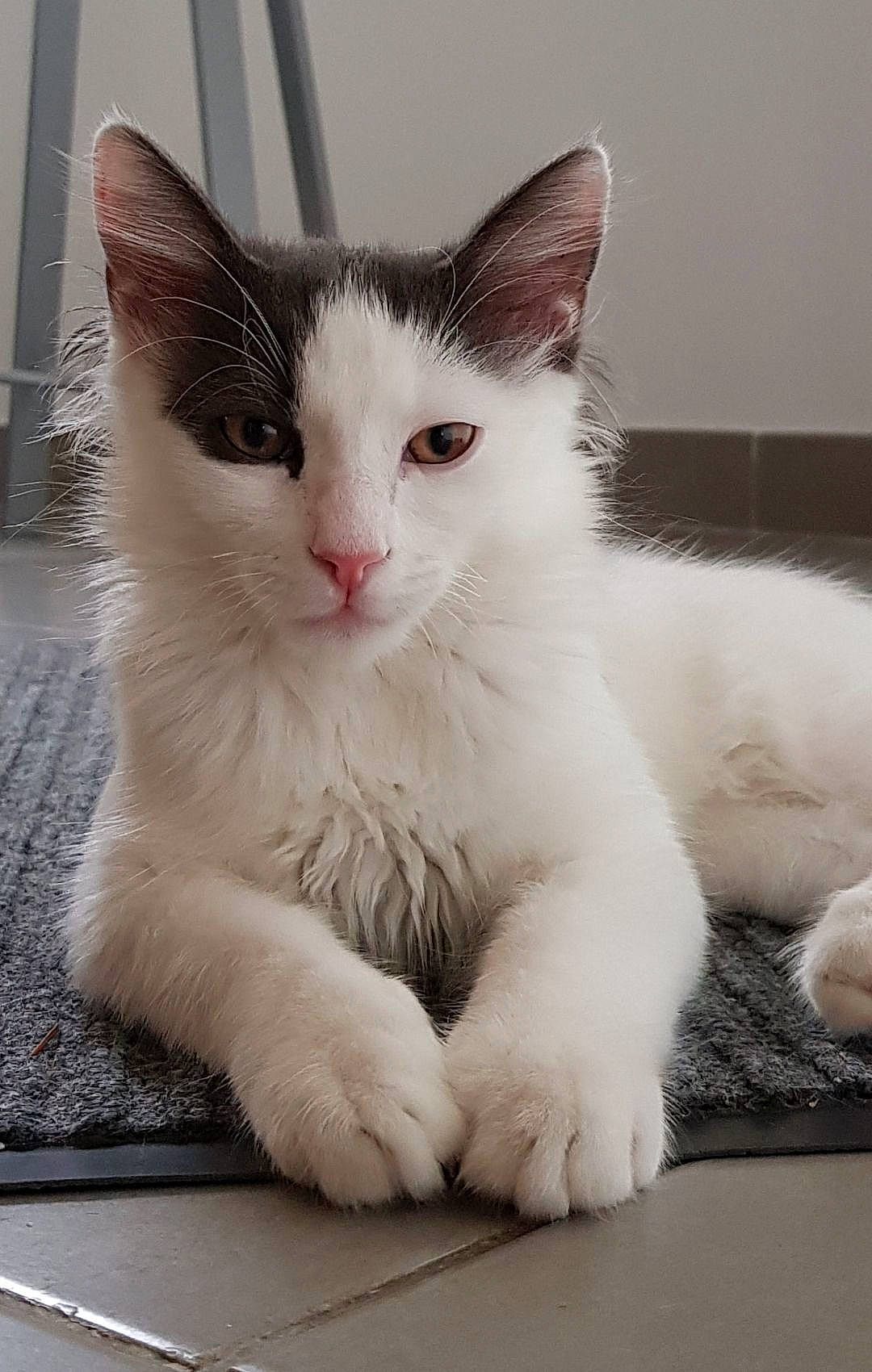 Pirate participe au concours pour gagner de l'argent avec cette photo : aegean_cat, carnivore, cat, domestic_long_haired_cat, domestic_short_haired_cat, eye, felidae, japanese_bobtail, javanese, kitten, mammal, ojos_azules, polydactyl_cat, ragdoll, small_to_medium_sized_cats, snout, turkish_angora, turkish_van, vertebrate, whiskers