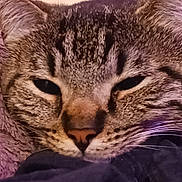 Little Cat joined the competition — help win amazing prizes! cat, tabby, closeup, face, whiskers, fur, sleepy, cozy, blanket, texture, pet, animal, resting, indoor, comfort, relaxation, soft, cute, feline, warm