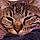 Little Cat