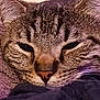 cat, tabby, closeup, face, whiskers, fur, sleepy, cozy, blanket, texture, pet, animal, resting, indoor, comfort, relaxation, soft, cute, feline, warm