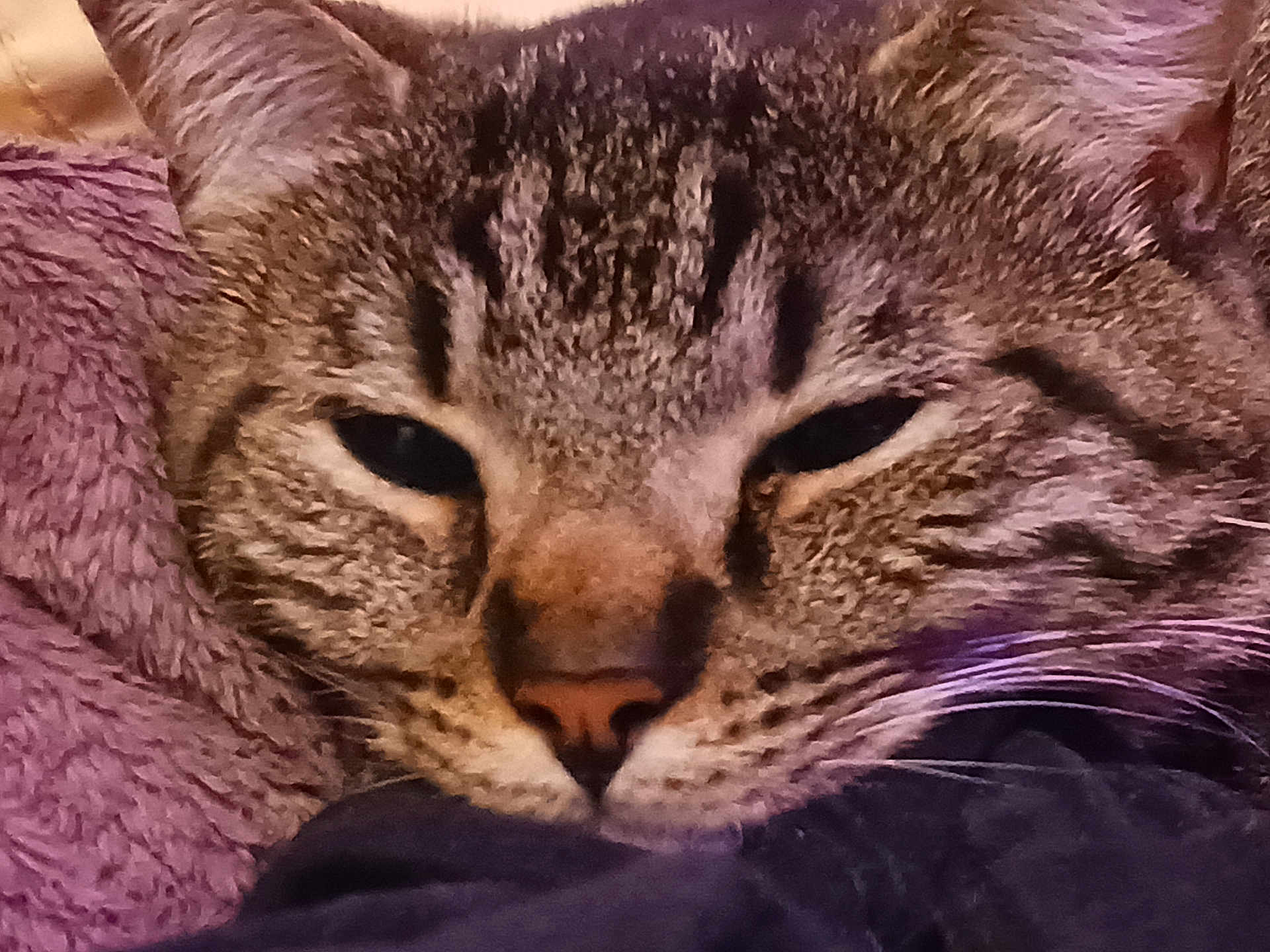 Little Cat