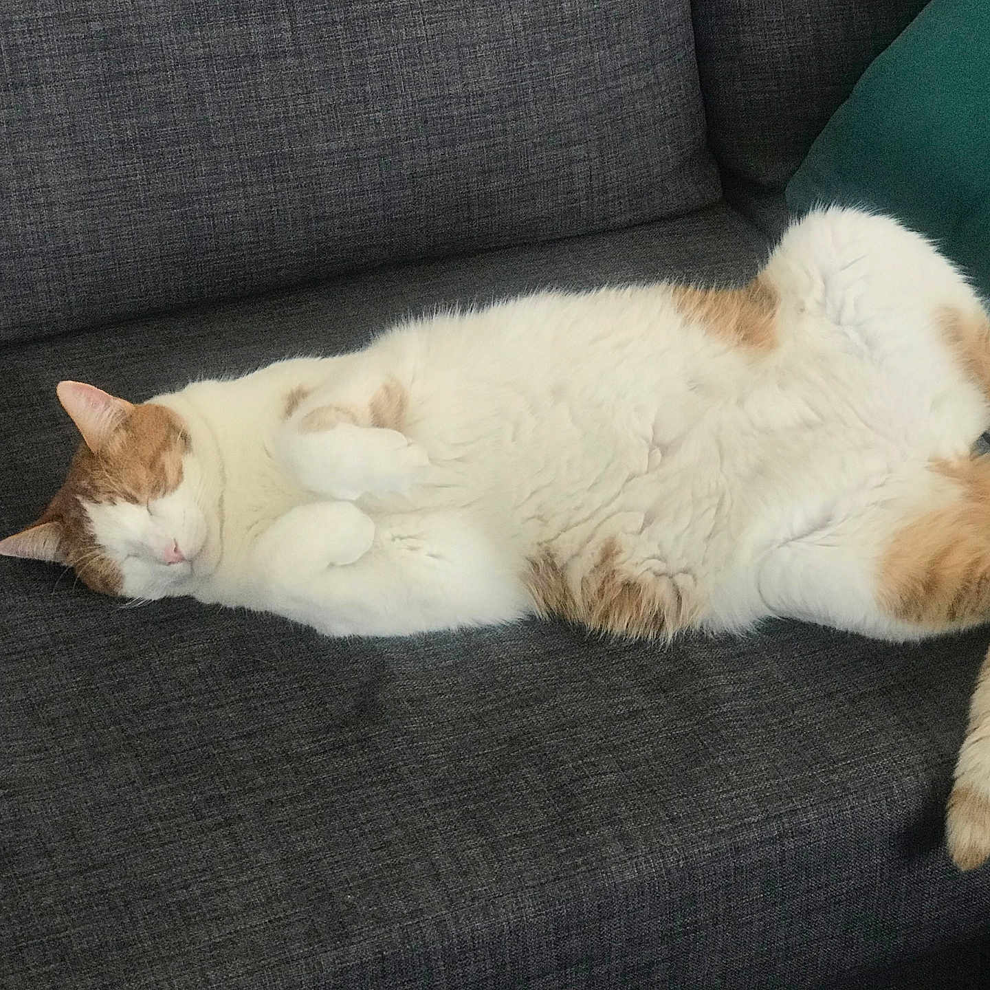 Willow a rejoint le concours — aidez-le/la à gagner de superbes lots ! animal, architecture, armchair, building, cat, chair, couch, cushion, furniture, homedecor, indoors, interiordesign, kitten, livingroom, manx, person, pet, room, siamese, sleeping