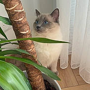 Pacha participe au concours pour gagner de l'argent avec cette photo : blue_eyes, cat, cozy, curious, curtain, ears, feline, fluffy_fur, green_leaf, houseplant, indoor, pet, plant_pot, plant_trunk, portrait, sheer_curtain, sitting, soft_light, whiskers, wooden_floor