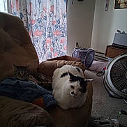 Abby Simba is registered to the contest to win money with this photo: box, carpet, cat, clock, couch, cozy, curtains, decor, fan, furniture, indoor, living_room, painting, pet, pillow, relaxing, slipper, tabby_cat, white_cat, window