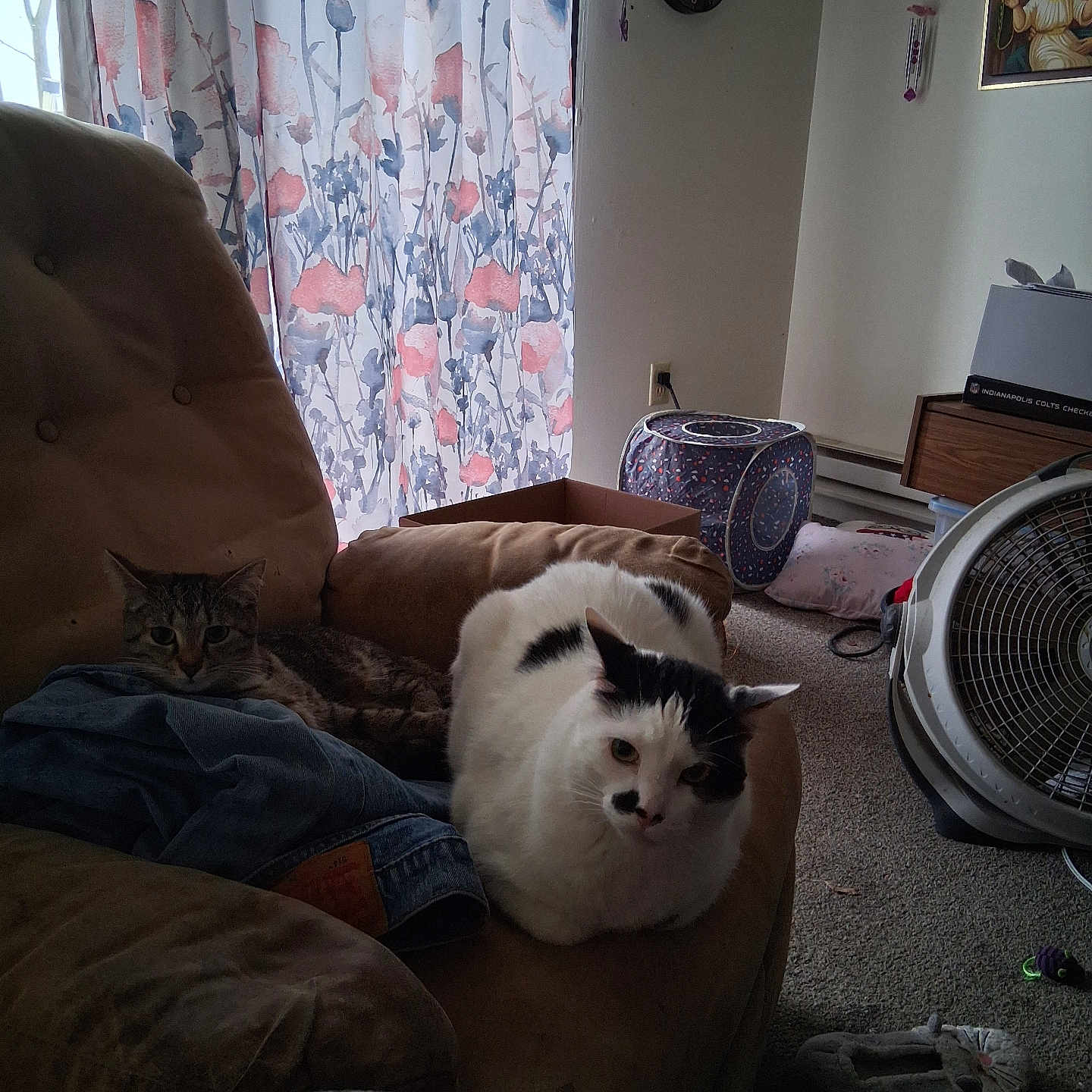 Abby Simba is registered to the contest to win money with this photo: box, carpet, cat, clock, couch, cozy, curtains, decor, fan, furniture, indoor, living_room, painting, pet, pillow, relaxing, slipper, tabby_cat, white_cat, window