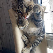 Kaily a rejoint le concours — aidez-le/la à gagner de superbes lots ! abyssinian, angora, animal, blanket, cat, chair, couch, curtain, cushion, egyptiancat, furniture, homedecor, indoors, kitten, manx, person, pet, sleeping, window, windowsill