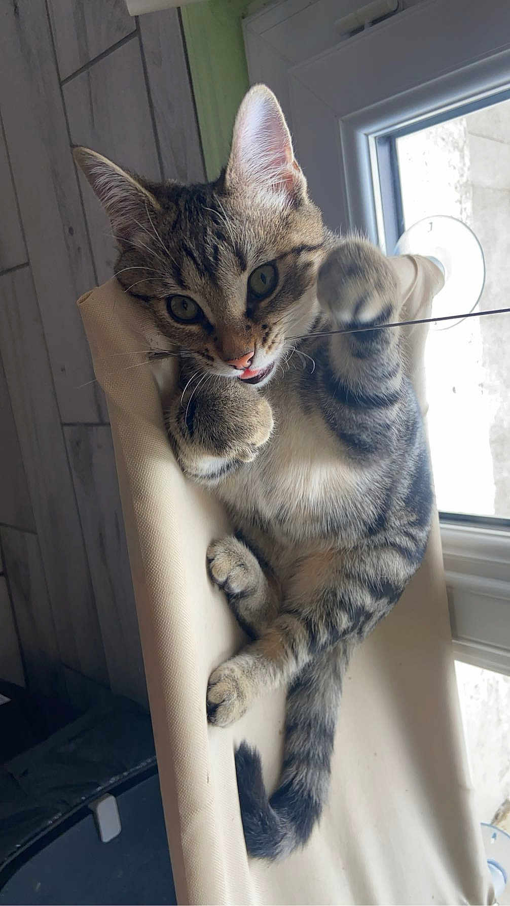 Kaily a rejoint le concours — aidez-le/la à gagner de superbes lots ! abyssinian, angora, animal, blanket, cat, chair, couch, curtain, cushion, egyptiancat, furniture, homedecor, indoors, kitten, manx, person, pet, sleeping, window, windowsill