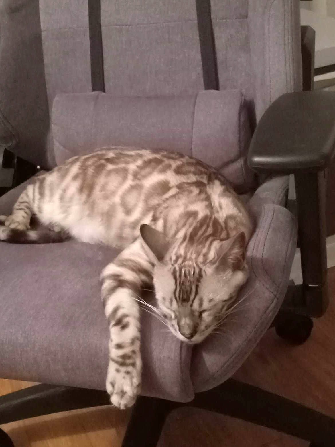 Comète participe au concours pour gagner de l'argent avec cette photo : carnivore, cat, chair, cloud, comfort, couch, domestic_short_haired_cat, felidae, fur, furniture, grey, living_room, metal, paw, room, small_to_medium_sized_cats, snout, tail, whiskers, wood