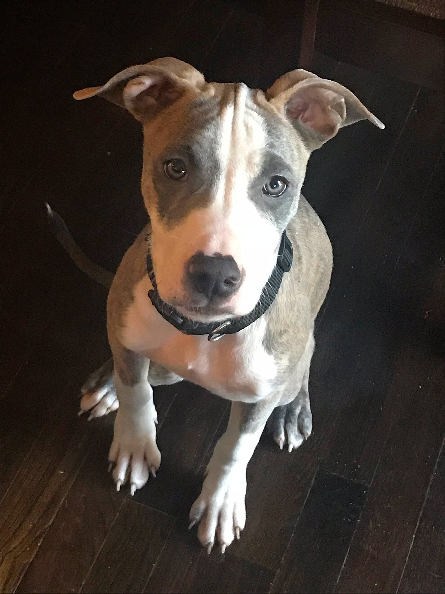 Nitro is registered to the contest to win money with this photo: american_pit_bull_terrier, american_staffordshire_terrier, bull_and_terrier, canidae, carnivore, dog, dog_breed, fawn, mammal, non_sporting_group, nose, old_english_terrier, pit_bull, rare_breed_dog, snout, staffordshire_bull_terrier, terrier, vertebrate, whiskers