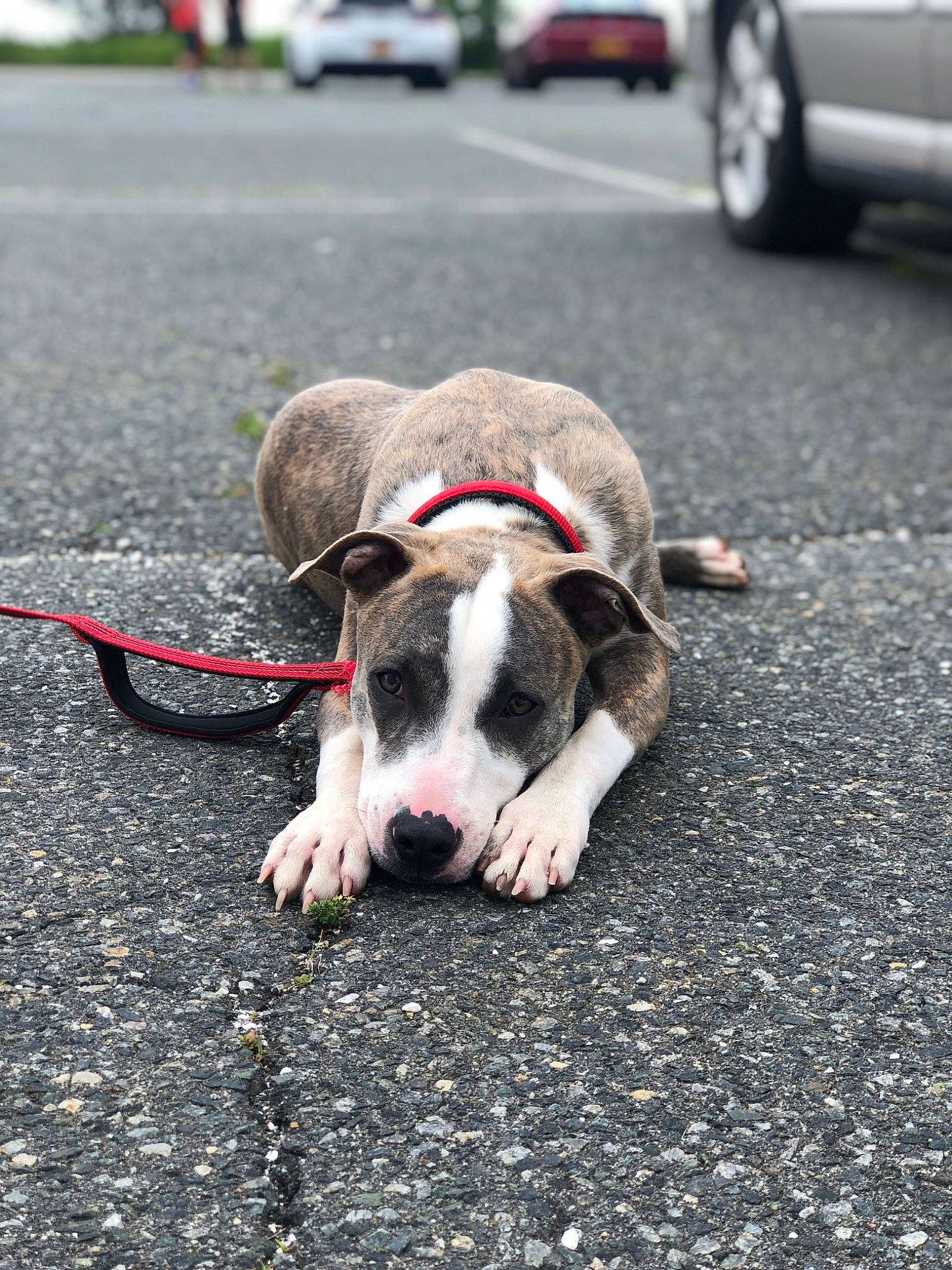 Nitro is registered to the contest to win money with this photo: bull_terrier_miniature, canidae, carnivore, dog, dog_breed, fawn, leash, mammal, non_sporting_group, snout, sporting_group, street_dog