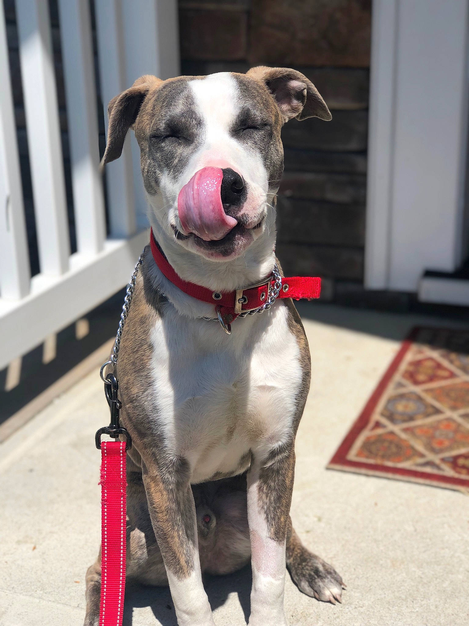 Nitro joined the competition — help win amazing prizes! american_bulldog, american_pit_bull_terrier, american_staffordshire_terrier, canidae, carnivore, catahoula_bulldog, collar, dog, dog_breed, dog_collar, fawn, leash, mammal, non_sporting_group, pit_bull, rare_breed_dog, snout, sporting_group, vertebrate
