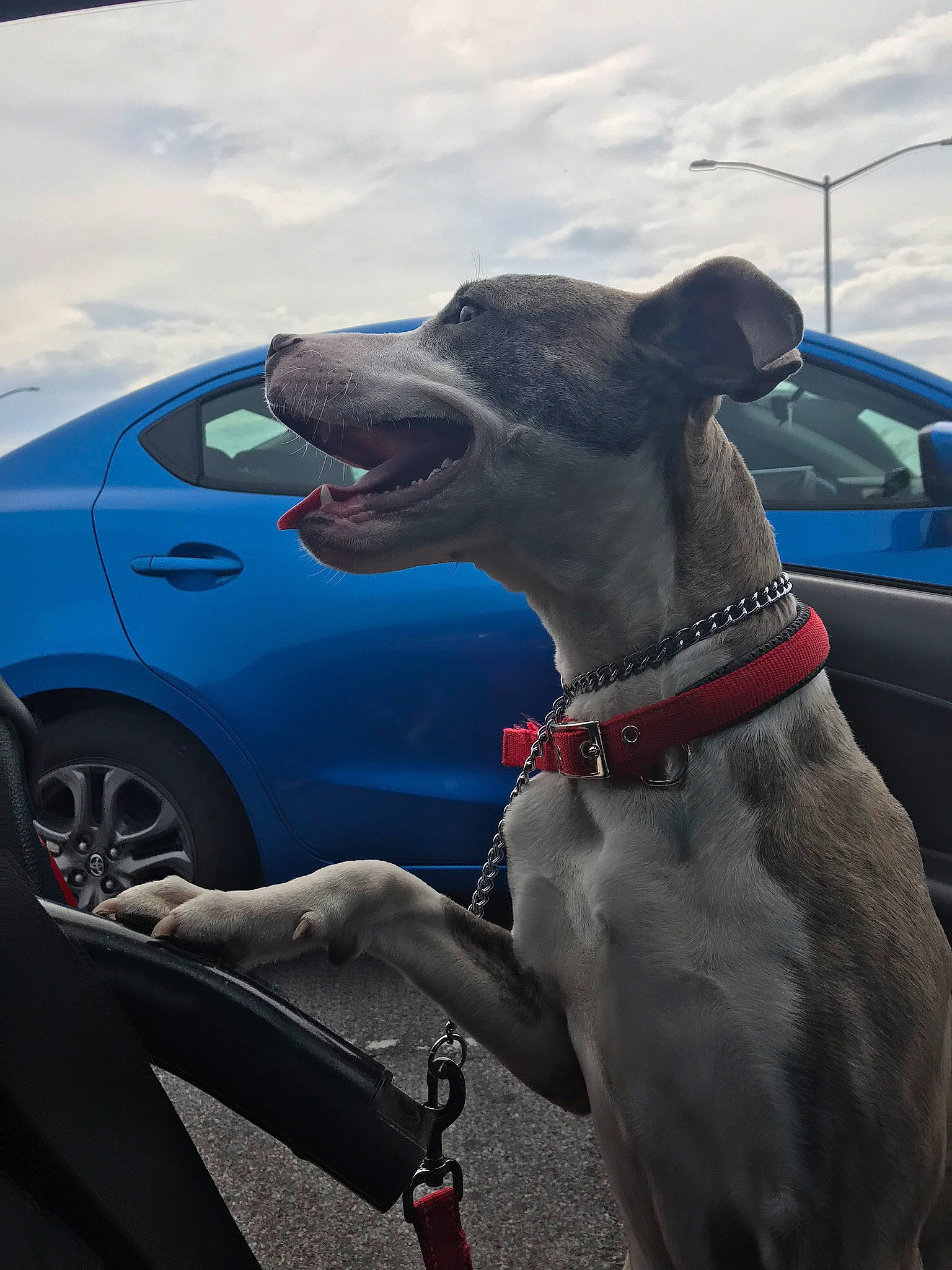 Nitro is registered to the contest to win money with this photo: canidae, car, carnivore, collar, dog, dog_breed, dog_collar, galgo_espanol, greyhound, hortaya_borzaya, italian_greyhound, leash, magyar_agar, mammal, mudhol_hound, polish_greyhound, sighthound, snout, vehicle, whippet