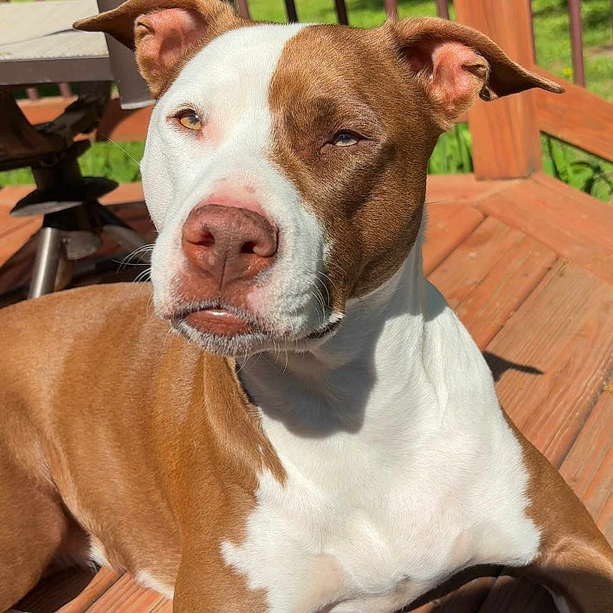 Luna joined the competition — help win amazing prizes! dog, pit_bull, brown_and_white, short_hair, pet, canine, animal, portrait, lying_down, deck, wooden_deck, outdoor, sunlight, forest, greenery, furniture, relaxed, looking_at_camera, white_chest, floppy_ears