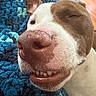 Luna joined the competition — help win amazing prizes! dog, close_up, portrait, grinning, smiling, teeth, nose, brown_and_white, short_hair, pet, canine, relaxed, blanket, cozy, indoor, home, face, muzzle, funny, photography