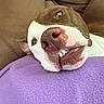 Luna joined the competition — help win amazing prizes! dog, pit_bull, brown_and_white, close_up, portrait, smiling, goofy, funny, happy, teeth, nose, eyes, pet, indoor, couch, blanket, purple_blanket, relaxed, reclining, animal
