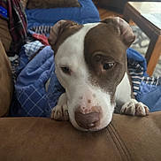 Luna joined the competition — help win amazing prizes! dog, puppy, pet, canine, brown_and_white, short_hair, floppy_ears, paws, nose, eyes, portrait, close_up, indoors, living_room, couch, blanket, cozy, cute, animal_photography, home