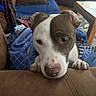 dog, puppy, pet, canine, brown_and_white, short_hair, floppy_ears, paws, nose, eyes, portrait, close_up, indoors, living_room, couch, blanket, cozy, cute, animal_photography, home