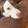 dog, canine, pet, close_up, portrait, brown_and_white, short_hair, pink_nose, amber_eyes, floppy_ears, lying_down, couch, sofa, indoor, home, cozy, relaxed, cute, animal, photography