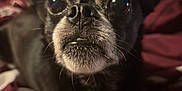 Hallie is registered to the contest to win money with this photo: dog, pet, close_up, black_fur, whiskers, bed, blanket, indoor, animal, cute, small_dog, face, ears, eyes, snout, nostrils, fur, resting, looking, portrait