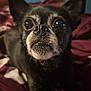 dog, pet, close_up, black_fur, whiskers, bed, blanket, indoor, animal, cute, small_dog, face, ears, eyes, snout, nostrils, fur, resting, looking, portrait