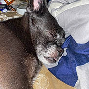 Hallie joined the competition — help win amazing prizes! dog, sleeping, black_dog, tongue_out, close_up, bed, blanket, indoor, cozy, pet, resting, cute, fur, animal, domestic_animal, small_dog, peaceful, nose, ear, whiskers
