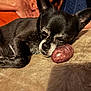 Hallie joined the competition — help win amazing prizes! dog, black_dog, small_dog, sleeping, resting, toy, purple_toy, paw, fur, face, nose, ear, person, hand, leg, beige_surface, texture, indoor, close_up, relaxation